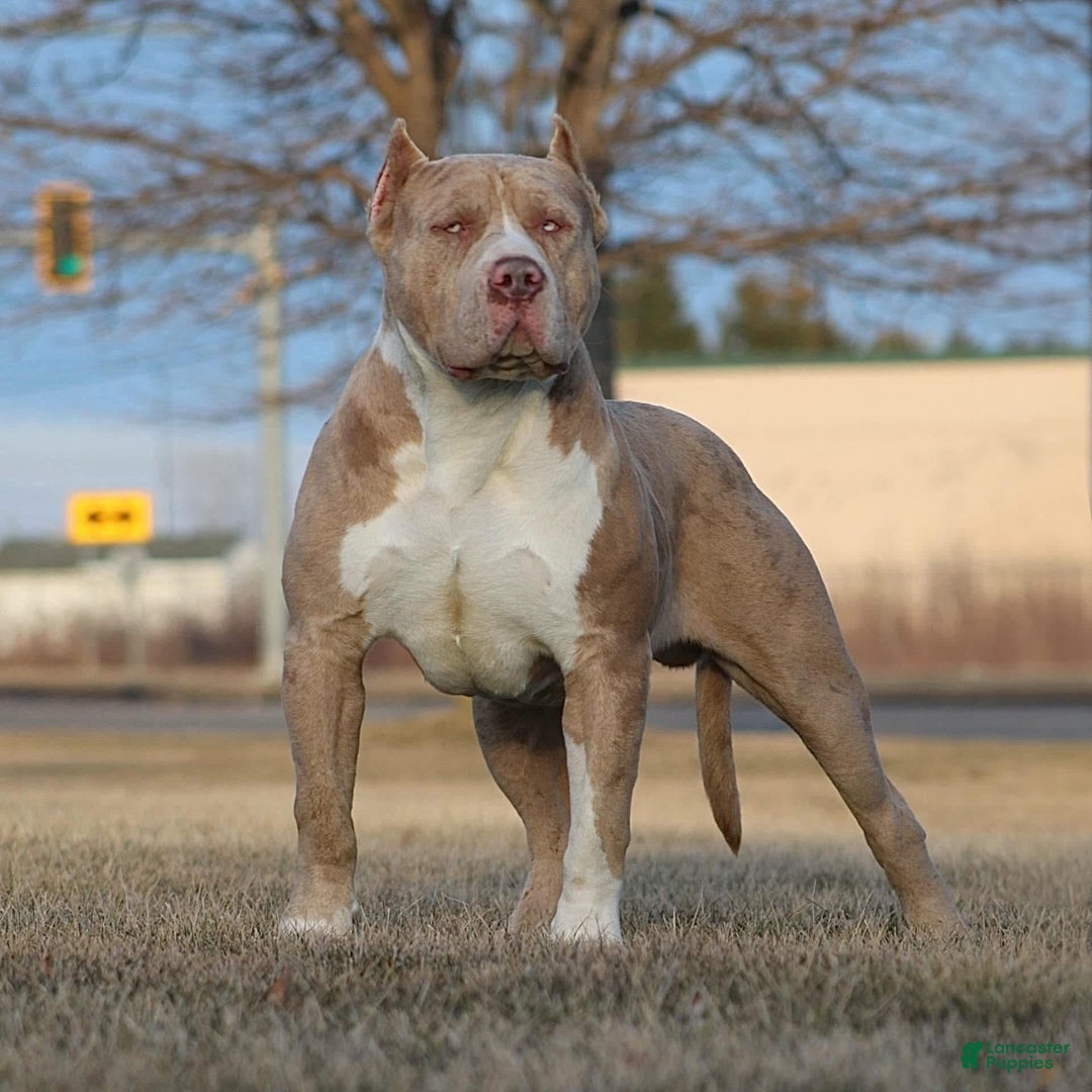 American Bully dogs for sale: American Bully Puppy 1 - Ad 5