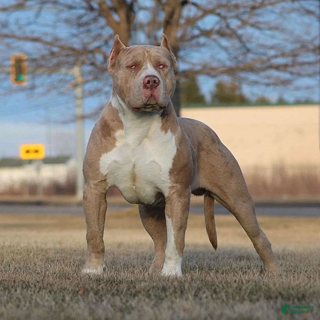 American Bully dogs for sale: American Bully Puppy 1 - Ad 5