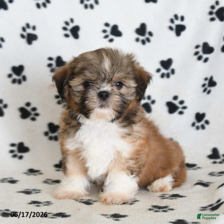 Shih Tzu dogs Riley - Ad 2