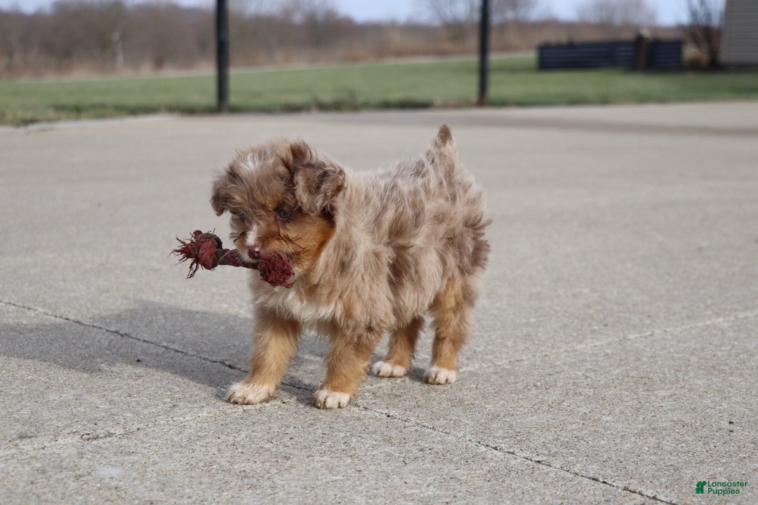 Mixed Breed dogs for sale:  dolly - Ad 3