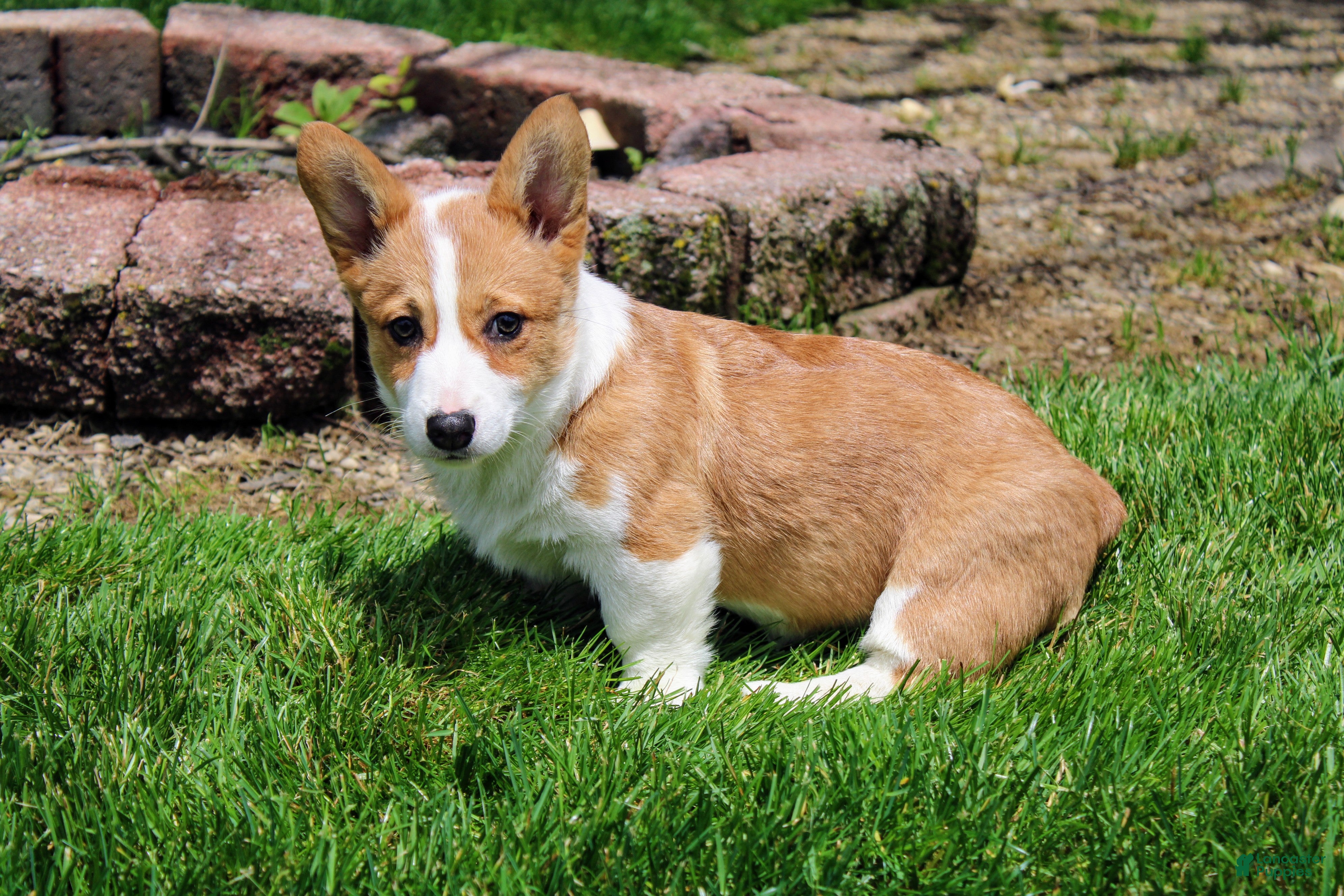Welsh Corgi Pembroke dogs Chanel(triple clear) AKC - Ad 2