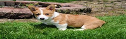 Welsh Corgi Pembroke dogs for sale: Chanel(triple clear) AKC - Ad 2