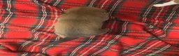 Mixed Breed dogs for sale: Mixed Breed Puppy 4 - Ad 2