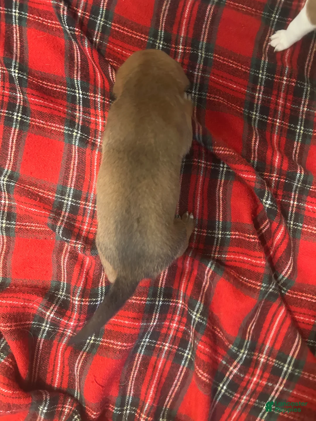 Mixed Breed dogs for sale: Mixed Breed Puppy 4 - Ad 2