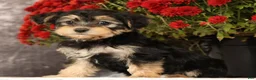 Yochon dogs for sale: Thomas - Ad 8
