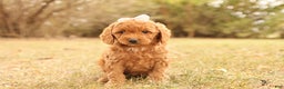 Mini Goldendoodle dogs for sale: Autumn - Ad 3