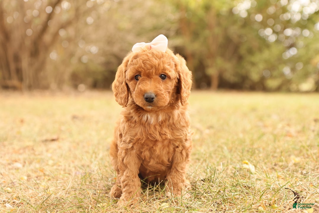 Mini Goldendoodle dogs for sale: Autumn - Ad 3