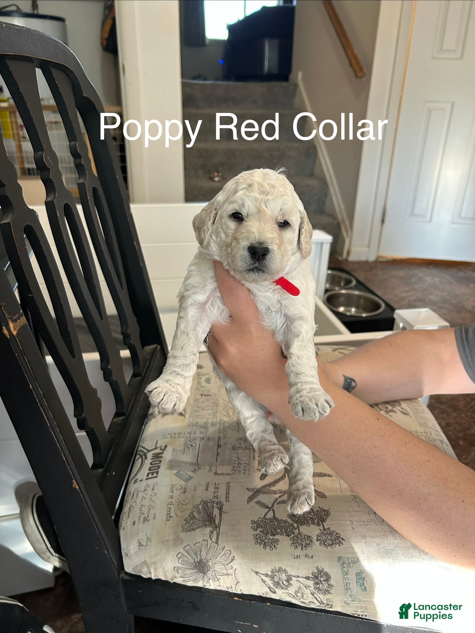 Goldendoodle dogs Poppy Red Female Goldendoodle  - Ad 1
