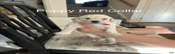 Goldendoodle dogs for sale: Poppy Red Female Goldendoodle  - Ad 8
