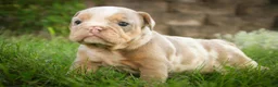English Bulldog dogs for sale: Sydney English Bulldog  - Ad 4