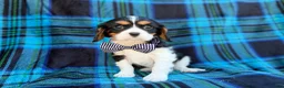 Cavalier King Charles Spaniel dogs for sale: Gus - Ad 5