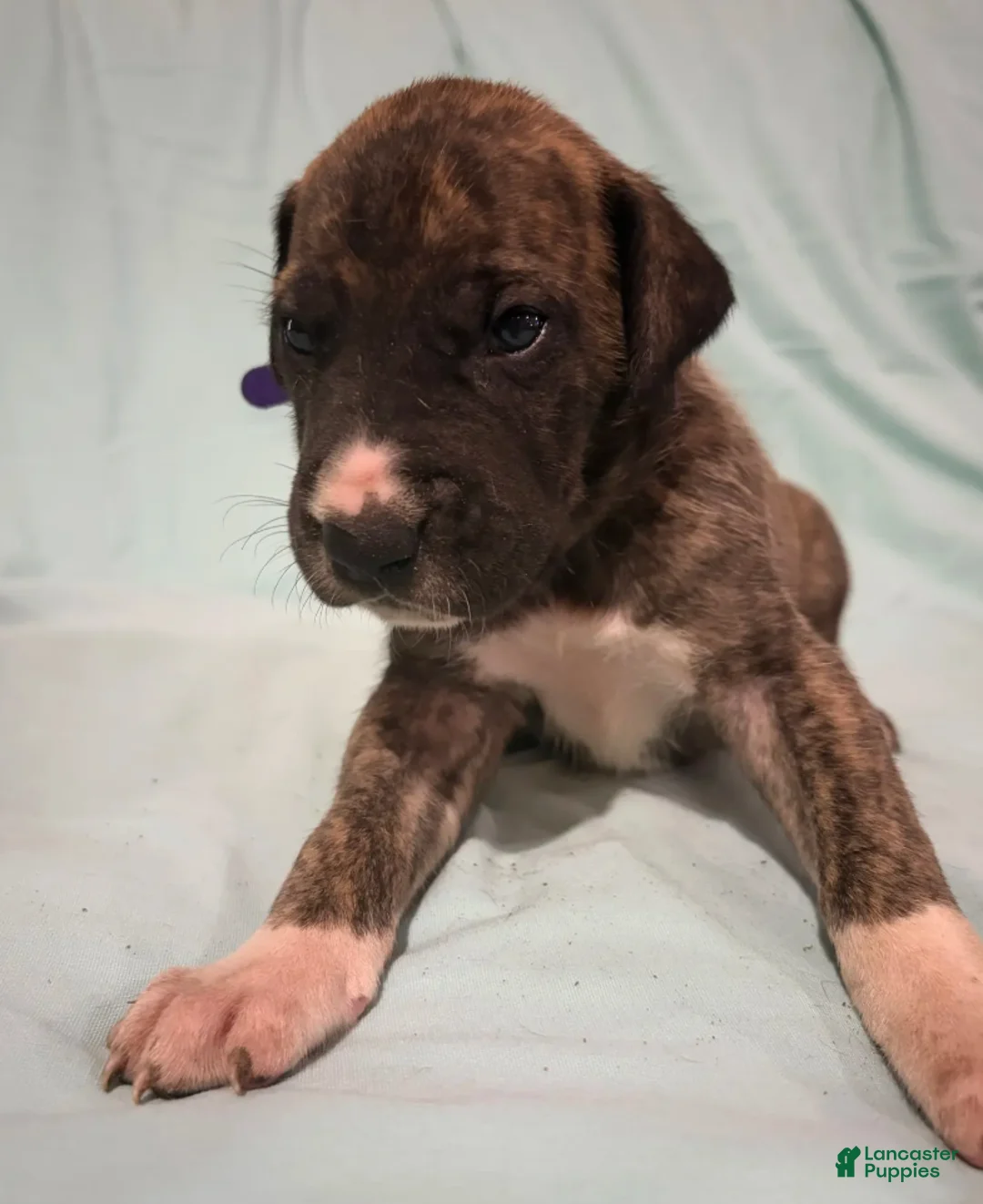 Great Dane dogs for sale: Mensa - Ad 5