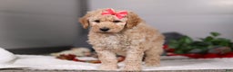 Standard Poodle dogs for sale: Lucy - Ad 5