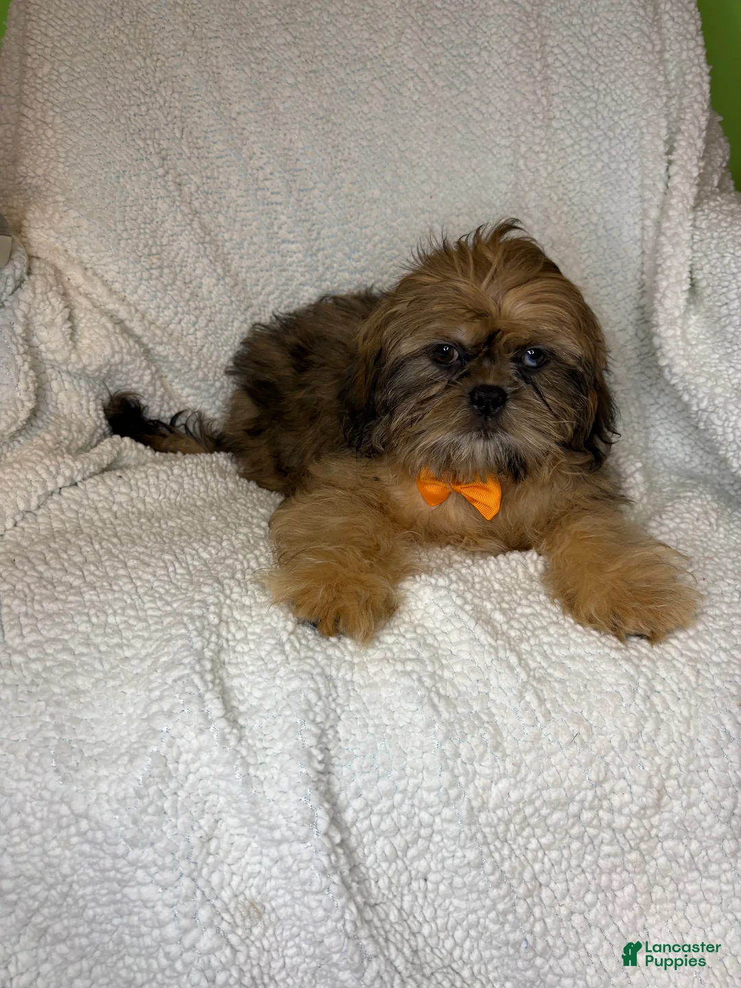 Shihpoo dogs for sale: Shihpoo 3 - Ad 2