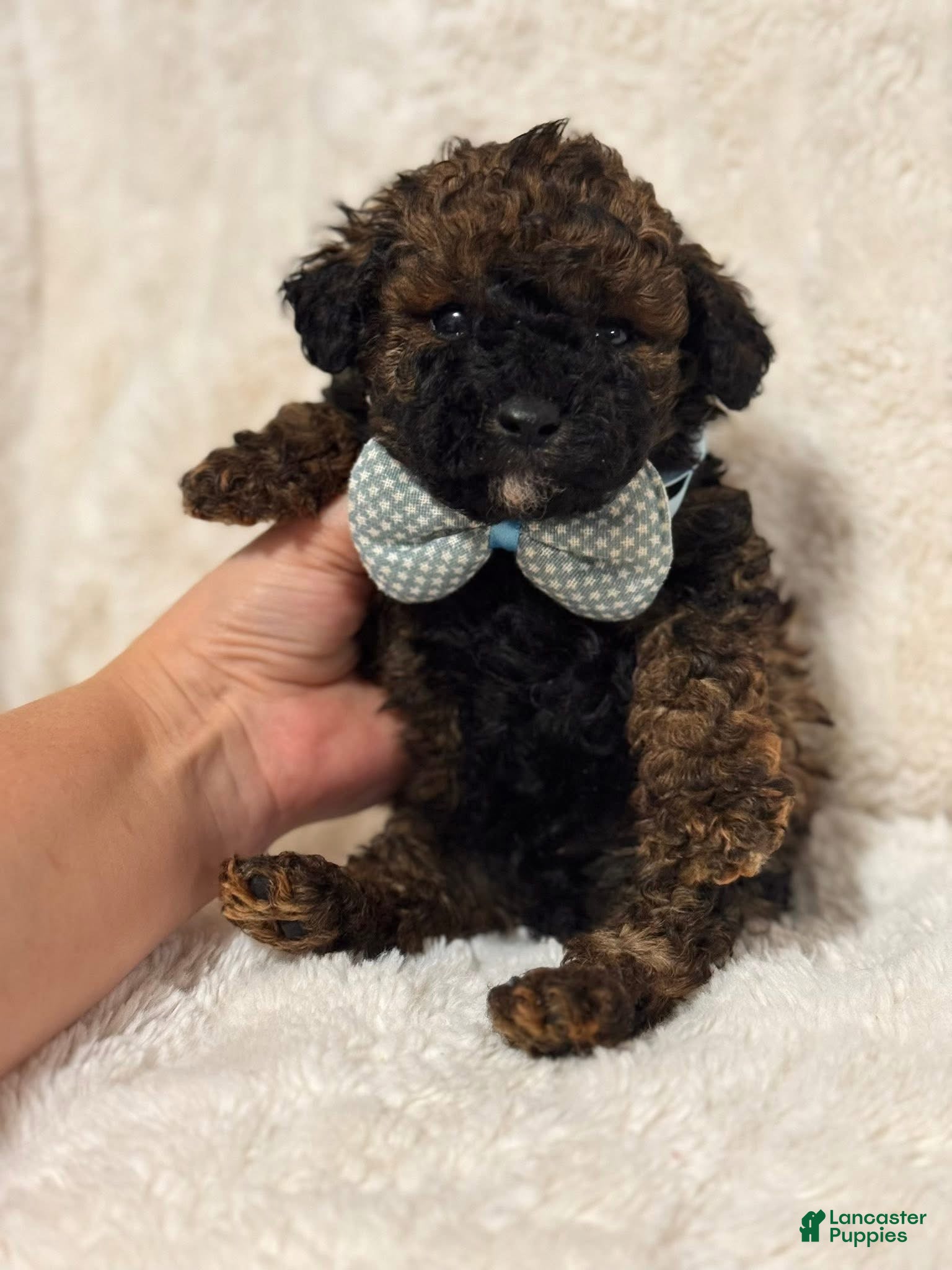 Cavapoo dogs Dozer - Ad 30