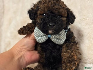 Cavapoo dogs Dozer - Ad 25