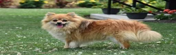 Pomeranian dogs for sale: Jasper - Ad 4