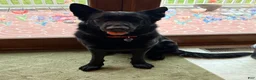 German Shepherd dogs for sale: German Shepherd Puppy 1 - Ad 15