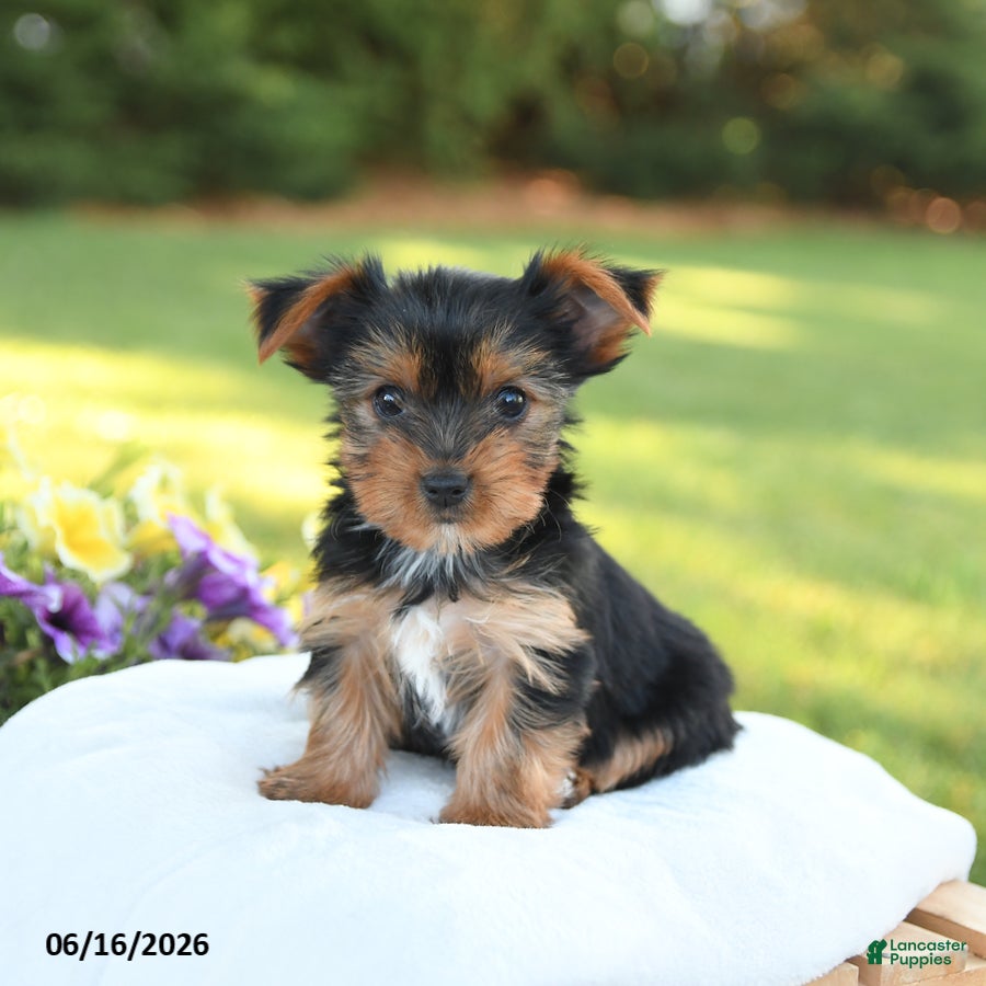 Yorkshire Terrier dogs Daffodil - Ad 1
