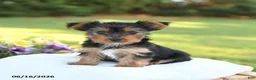 Yorkshire Terrier dogs for sale: Daffodil - Ad 1