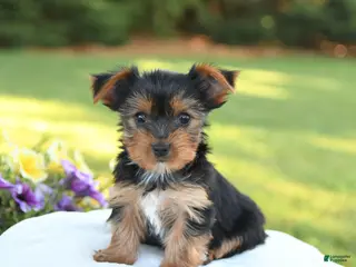 Yorkshire Terrier dogs for sale: Daffodil - Ad 4