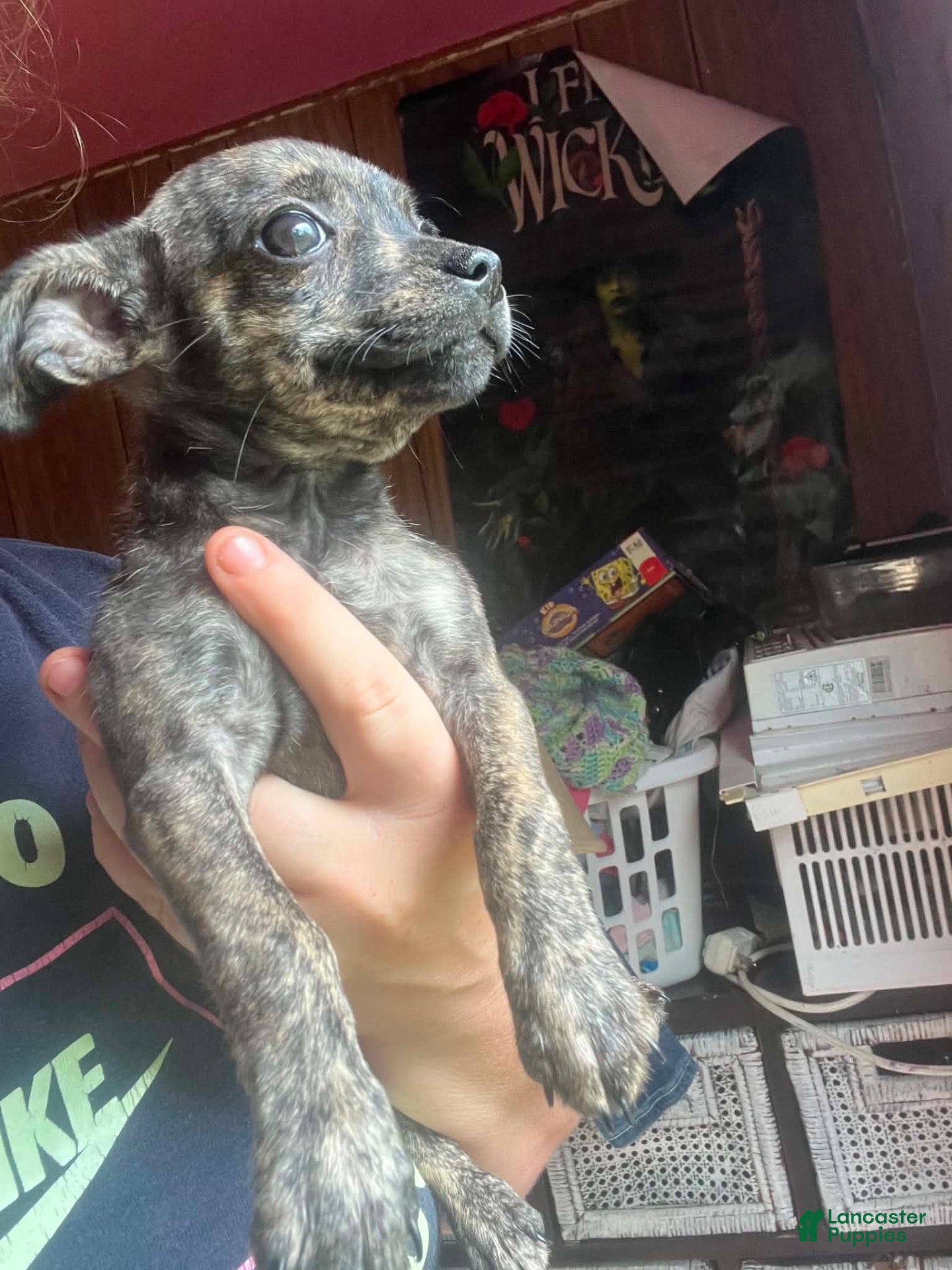 Mixed Breed dogs Chihuahua and miniature pinscher - Ad 10