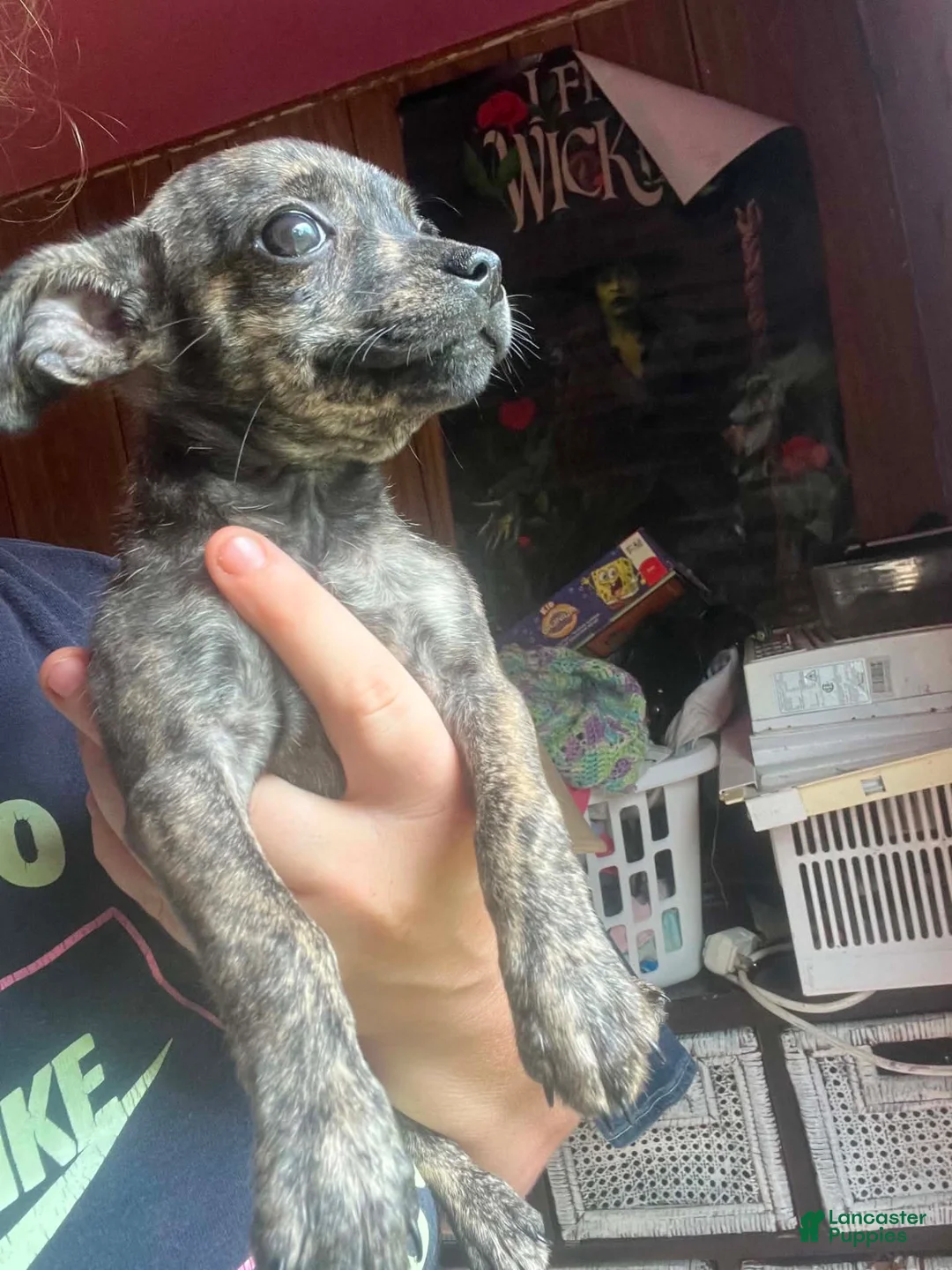 Mixed Breed dogs for sale: Chihuahua and miniature pinscher - Ad 1