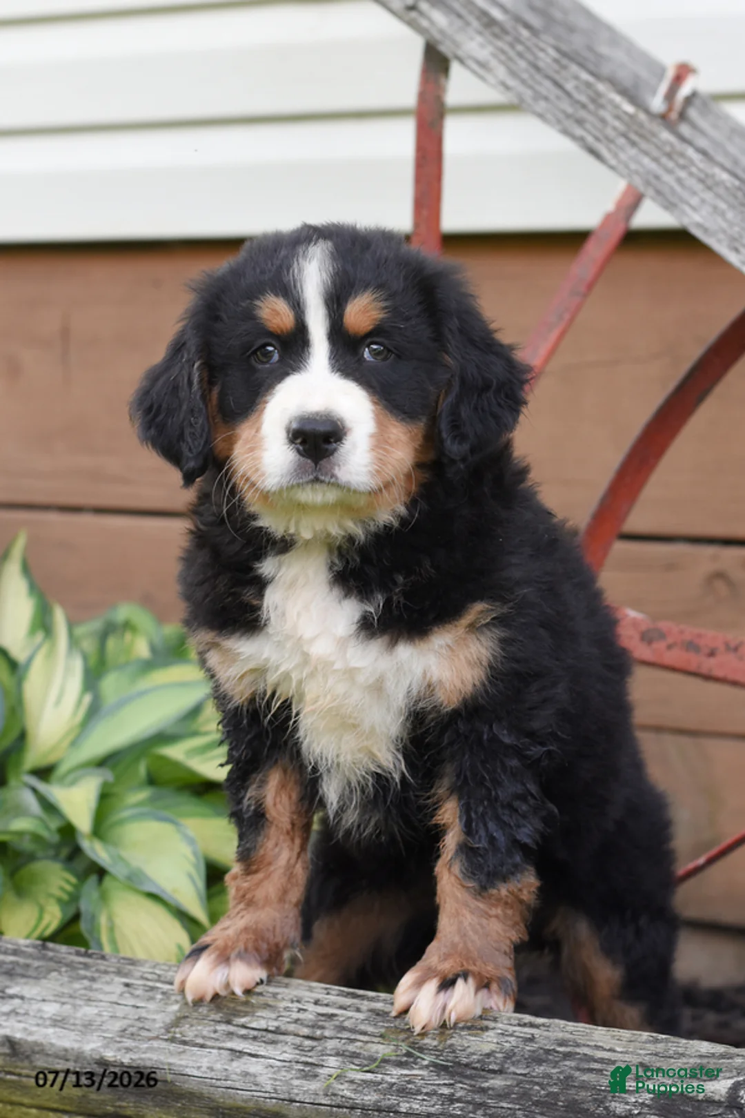 Bernese Mountain Dog dogs for sale: Rocky - Ad 1