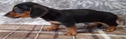 Miniature Dachshund dogs for sale: Sierra - Ad 6
