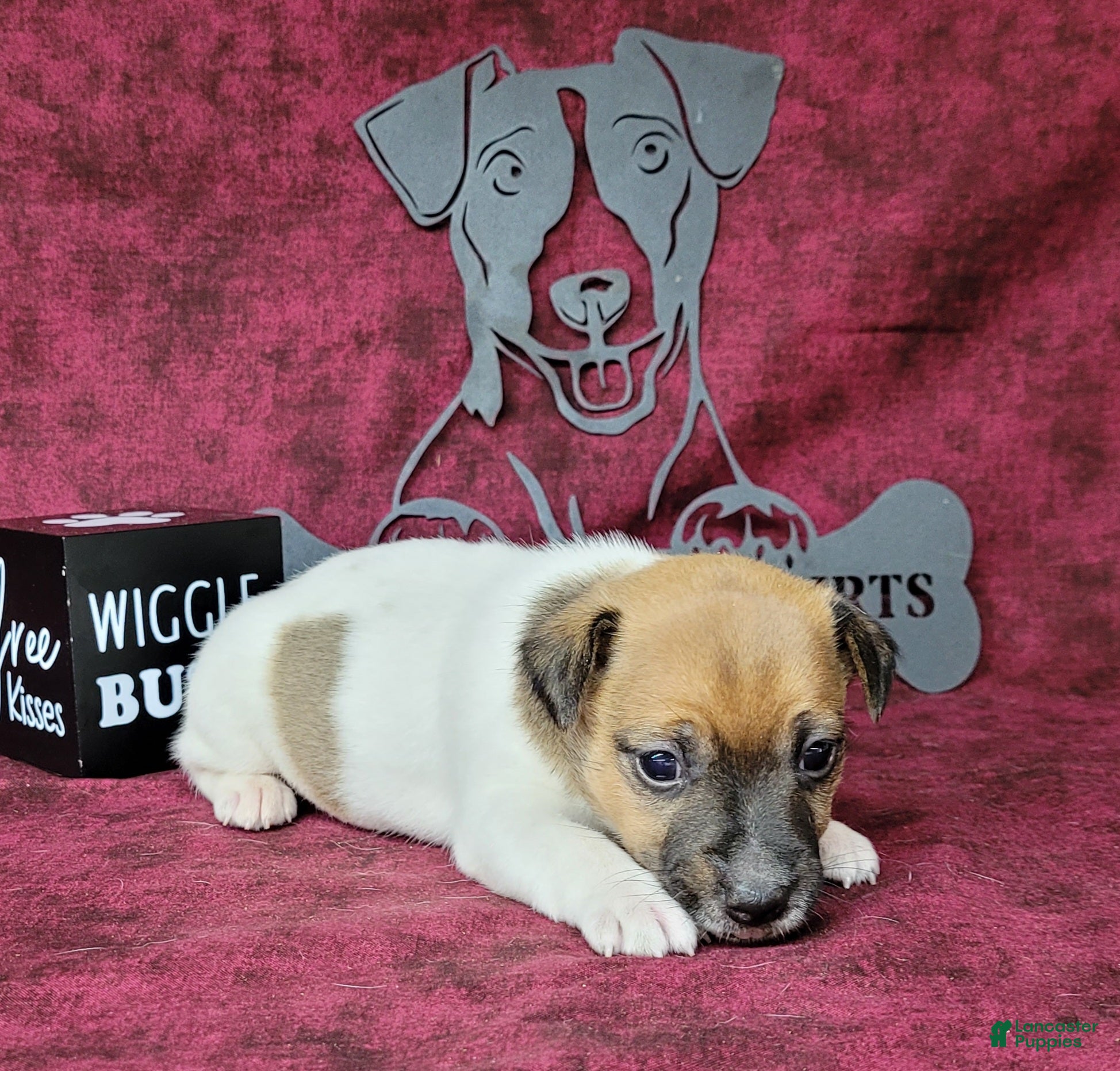 Jack Russell Terrier dogs CKC "Roxi" delivery available  - Ad 1