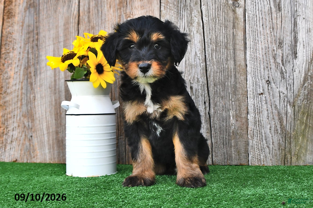 Mini Aussiedoodle dogs Judy - Ad 2