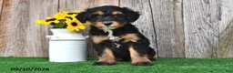 Mini Aussiedoodle dogs for sale: Judy - Ad 2