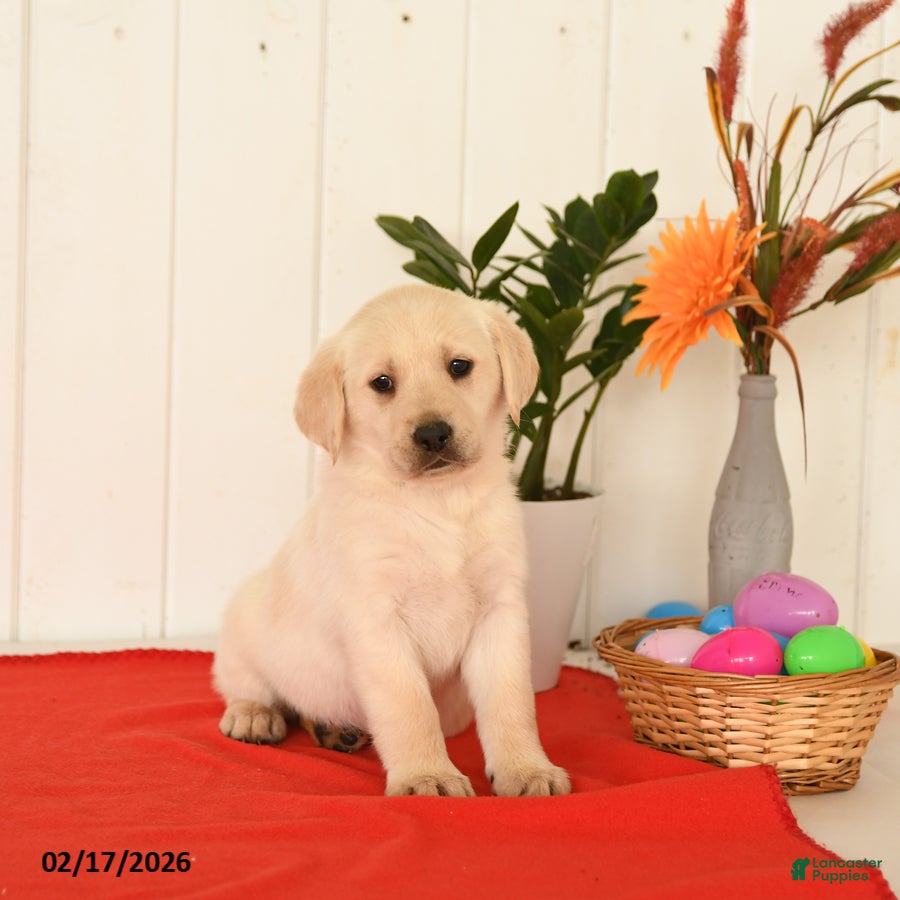 Goldador dogs Kenya - Ad 2