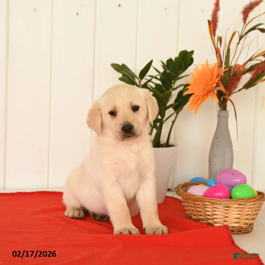 Goldador dogs for sale: Kenya - Ad 2