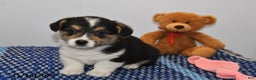 Welsh Corgi Pembroke dogs for sale: Maverick - Ad 2