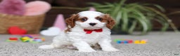 Cavapoo dogs for sale: Lucas - Ad 3