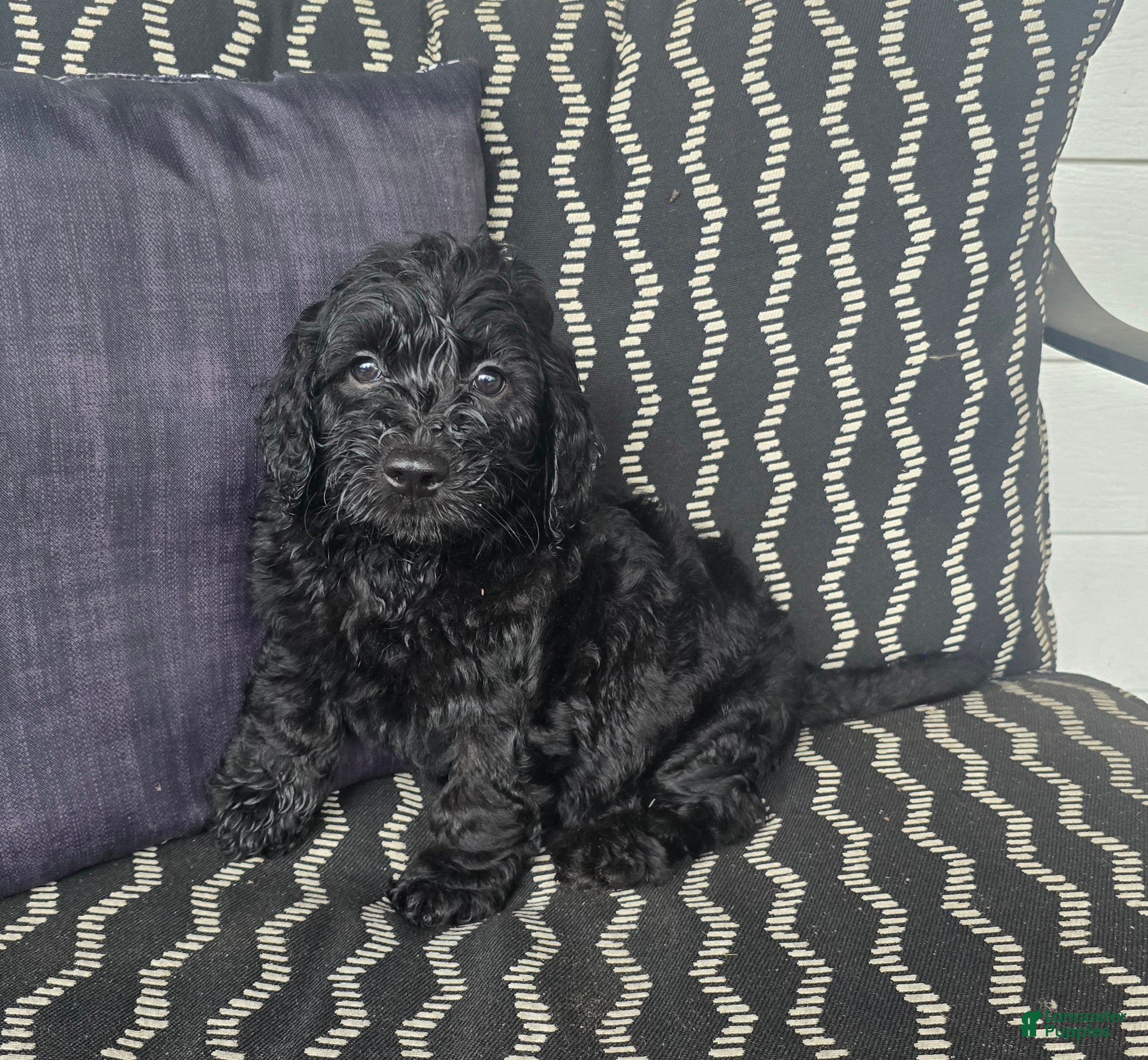 Miniature Labradoodle dogs Miniature Labradoodle Teal - Ad 3
