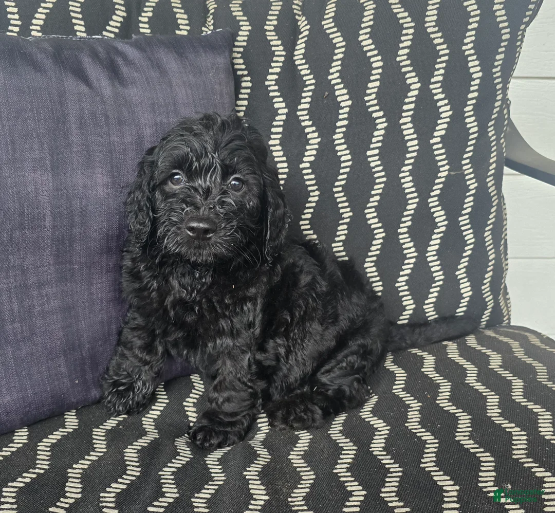 Miniature Labradoodle dogs for sale: Miniature Labradoodle Teal - Ad 1