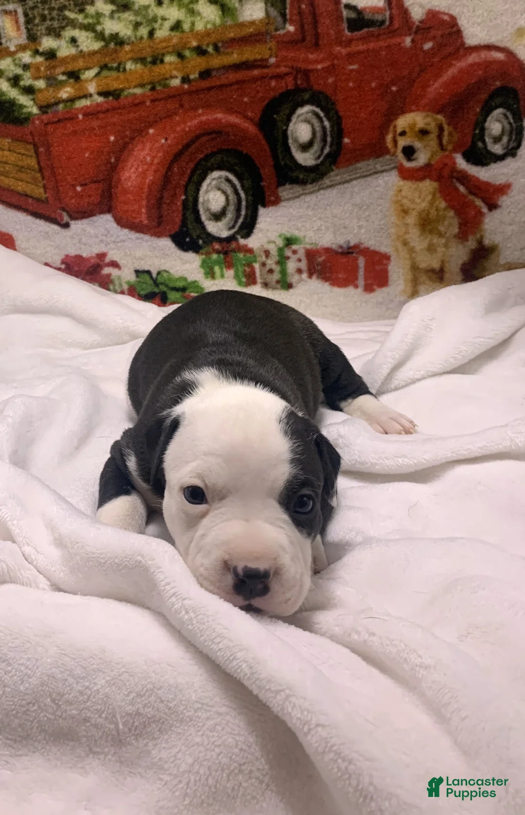 Mixed Breed dogs for sale: Nipper - Ad 12