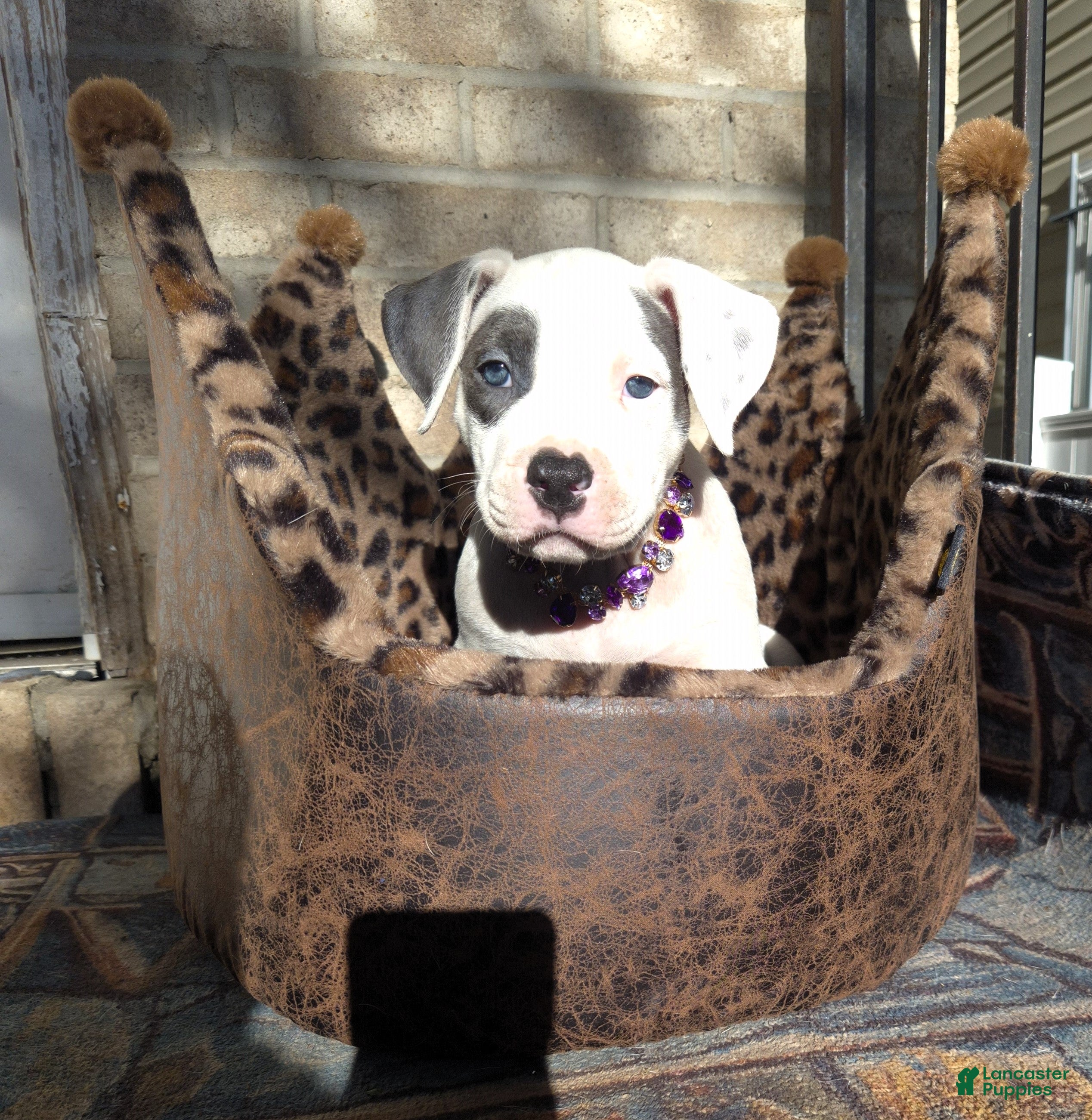 American Bully dogs "THA ROCK" WHITE WITH MERLE PATCHES - Ad 6