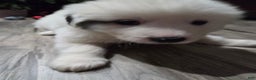 Great Pyrenees dogs for sale: Rita - Ad 10