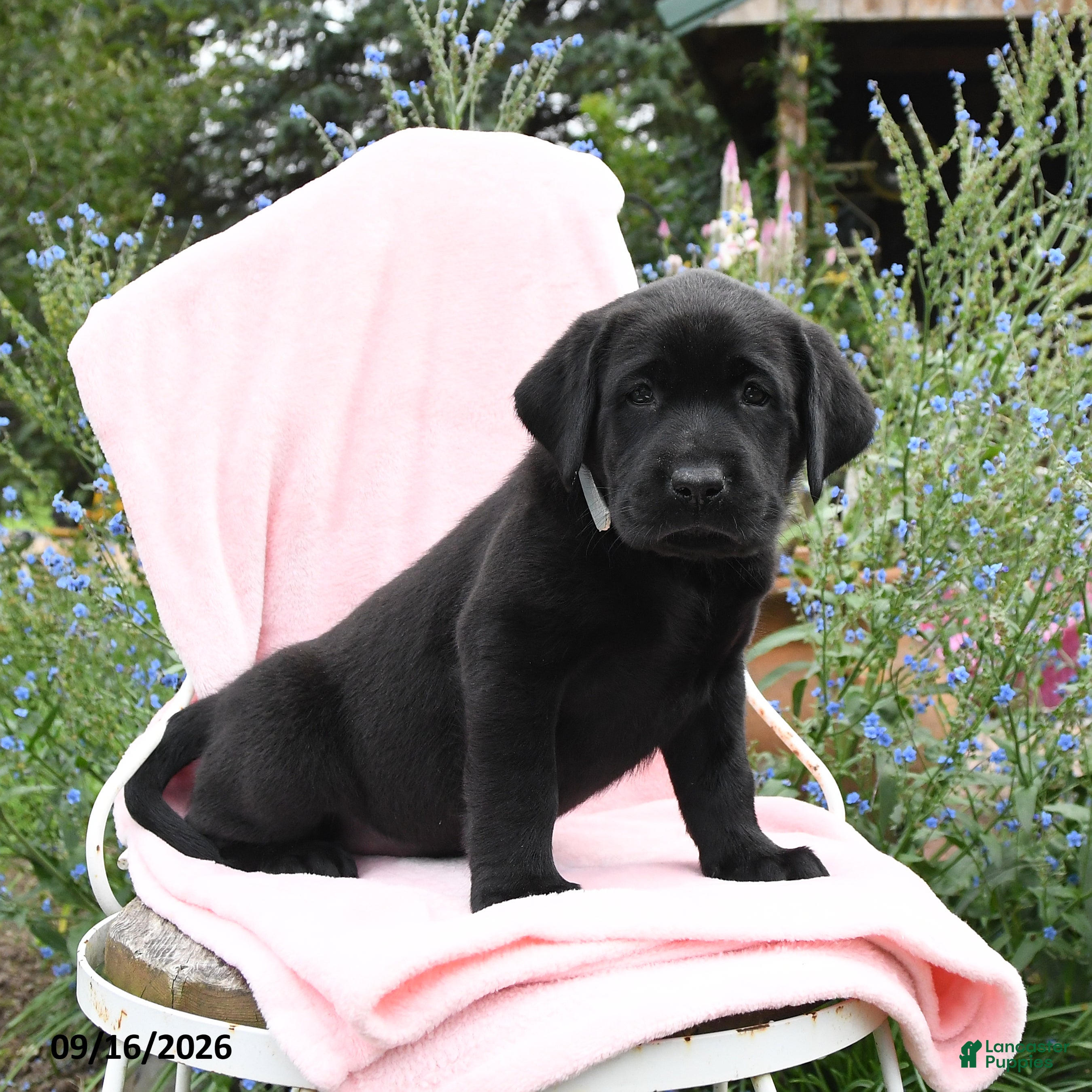 Labrador Retriever dogs Mattie - Ad 2