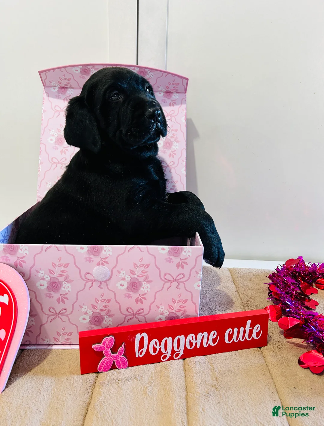 Labrador Retriever dogs for sale: Bear - Ad 9