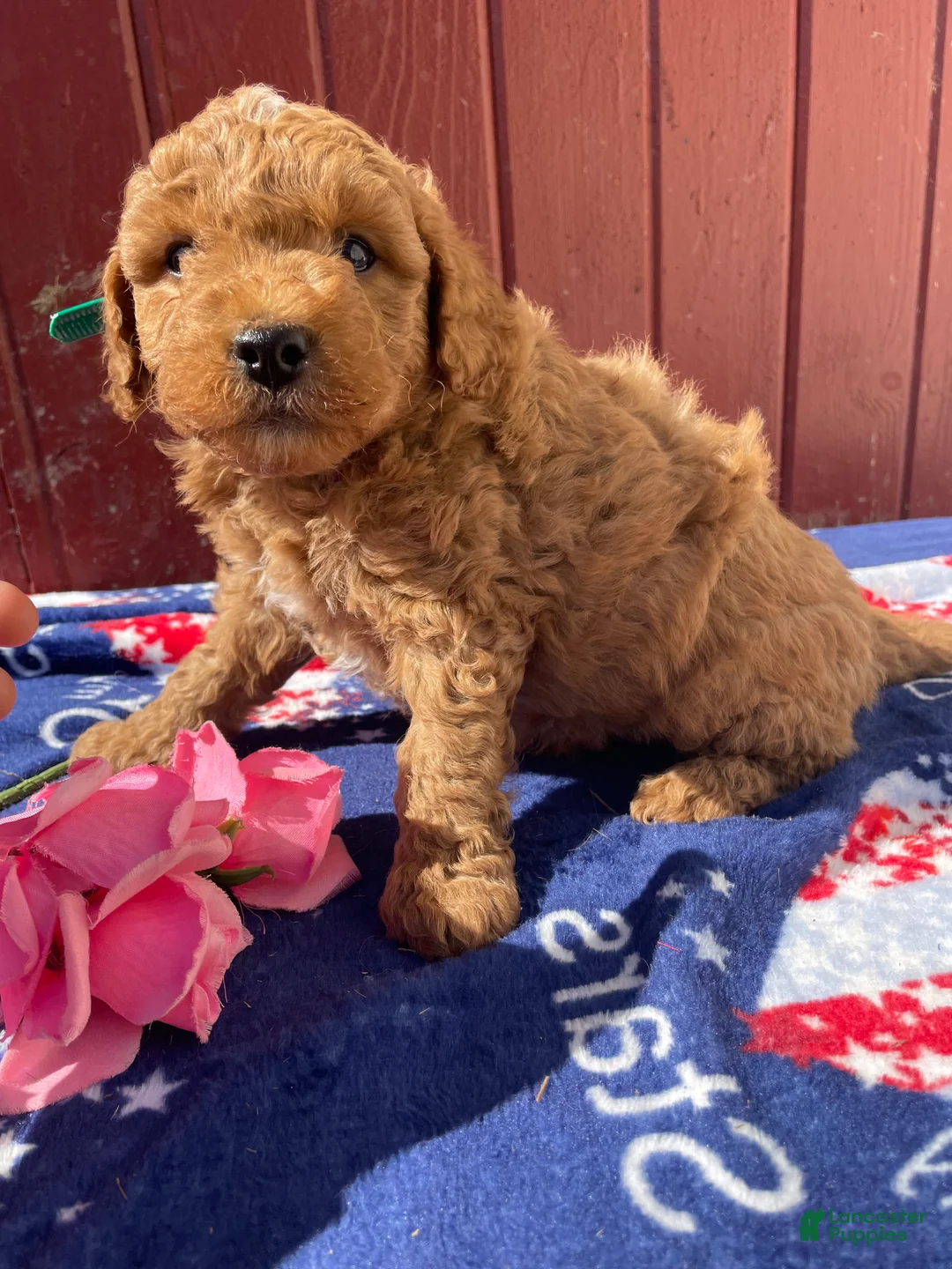Mini Goldendoodle dogs for sale: Forest - Ad 4