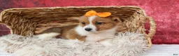 Welsh Corgi Pembroke dogs for sale: Audrey🦴  - Ad 7