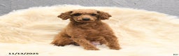 Toy Poodle dogs for sale: Lucky - Ad 11