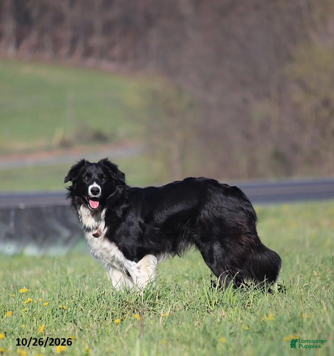 Mixed Breed dogs for sale: Tex - Ad 1