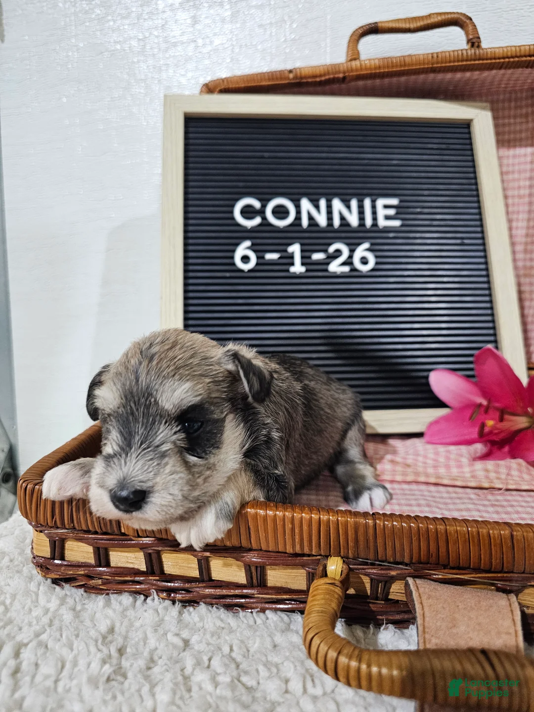 Miniature Schnauzer dogs for sale: Connie - Ad 9