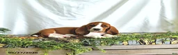 Basset Hound dogs for sale: Sophia - Ad 3