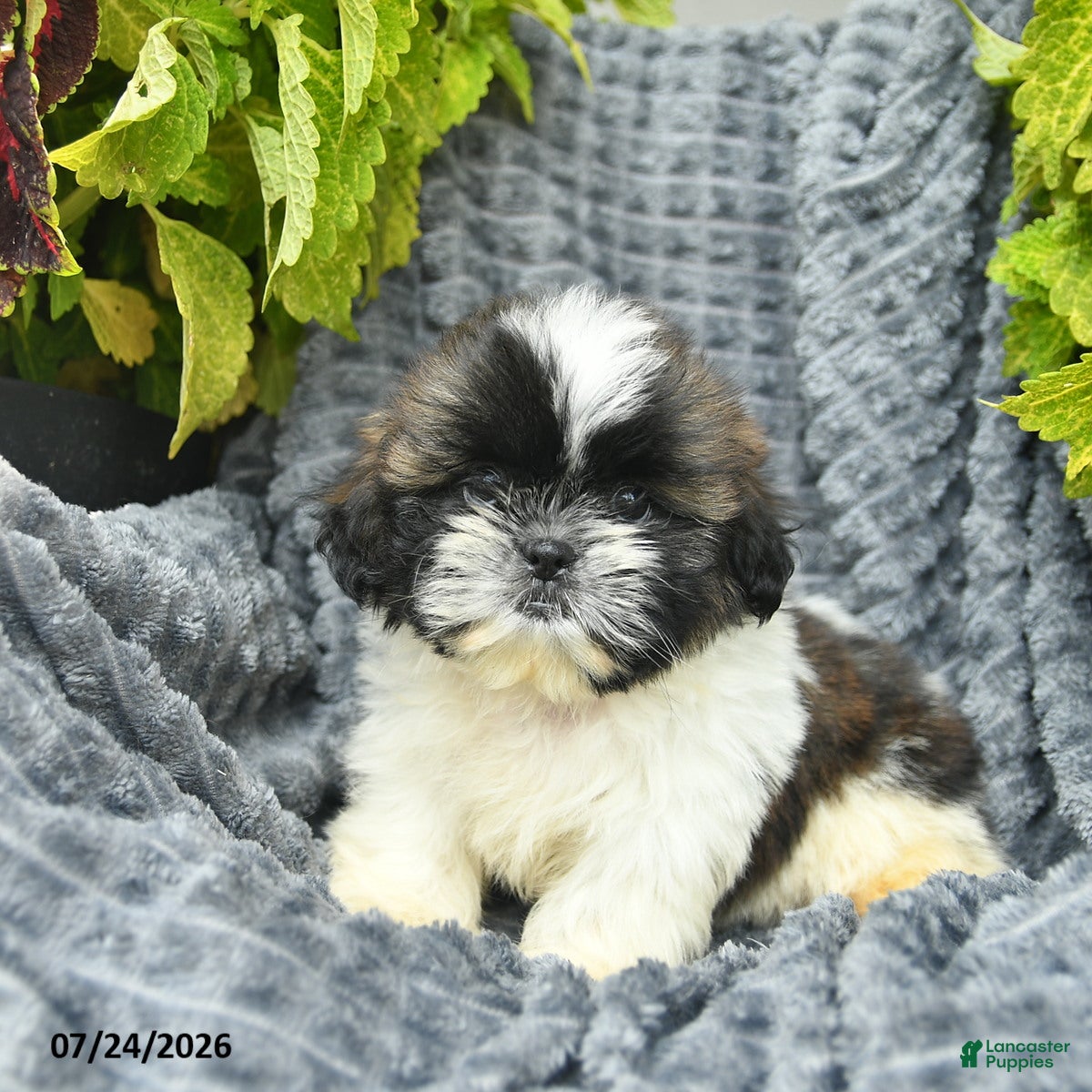 Shih Tzu dogs Ninja - Ad 2